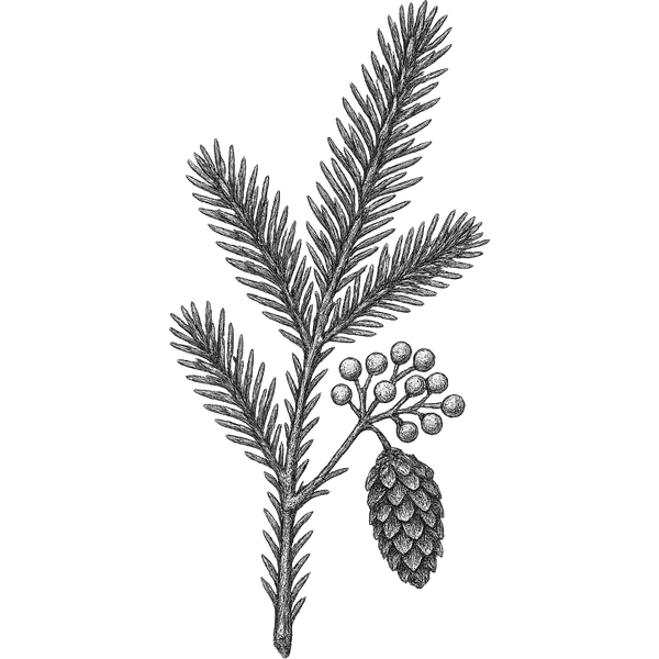 Black Spruce essential oil