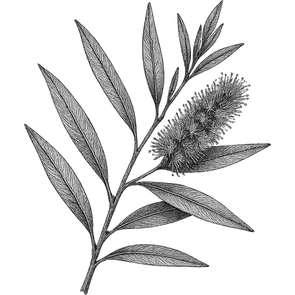 Cajeput essential oil