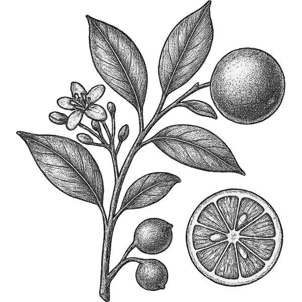 Calamansi essential oil