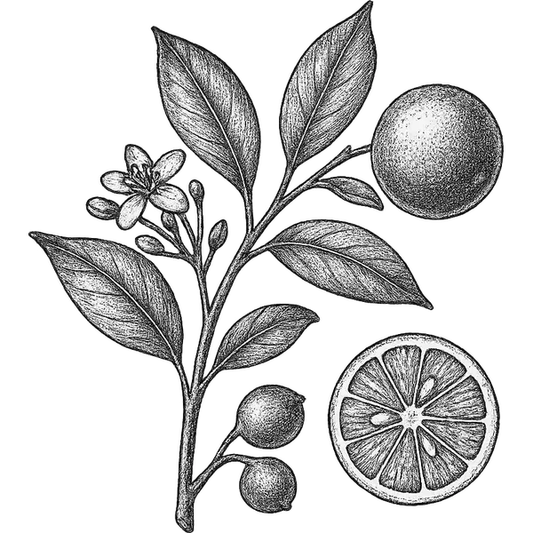 Calamansi essential oil