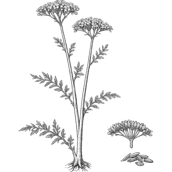 Caraway essential oil