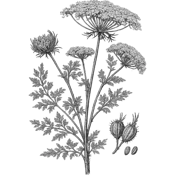 Carrot Seed essential oil