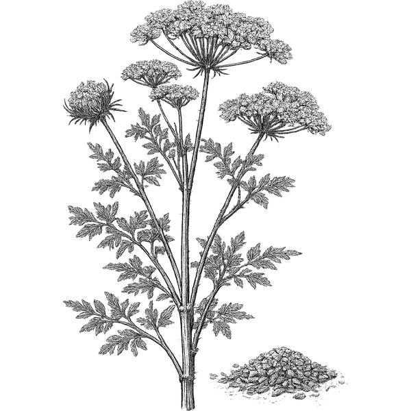 Celery Seed essential oil