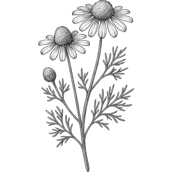 Chamomile essential oil