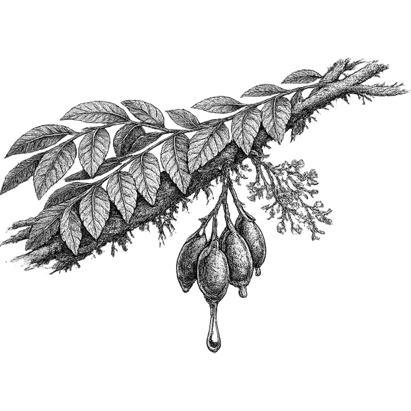 Copaiba Balsam essential oil