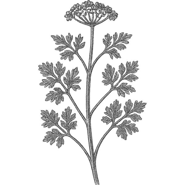 Coriander essential oil