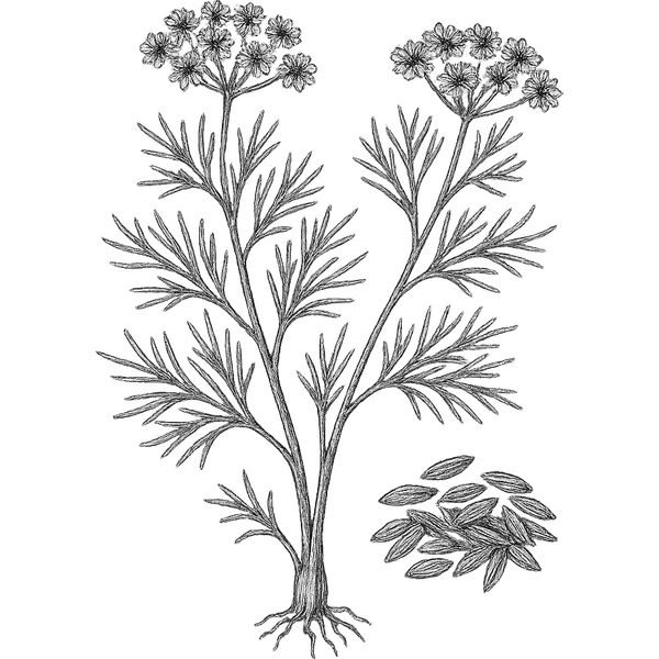 Cumin essential oil