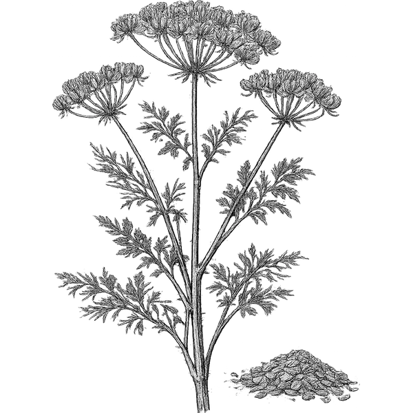 Dill Seed essential oil