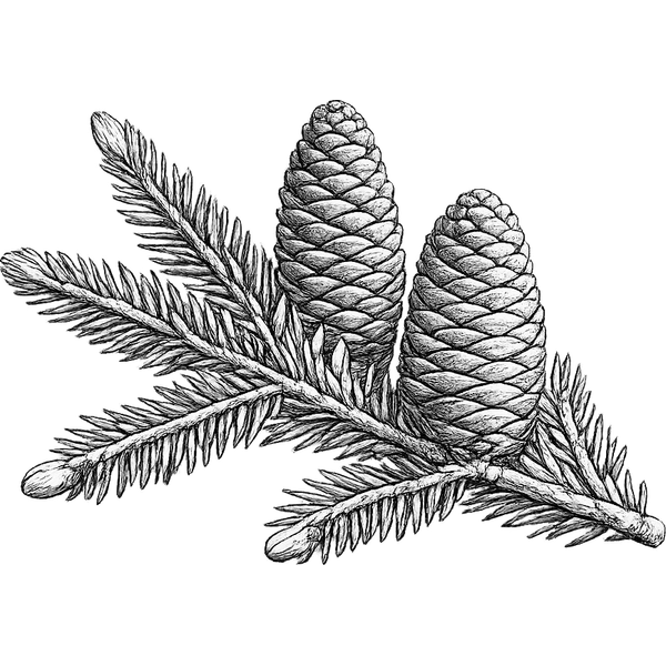 Fir Needle essential oil