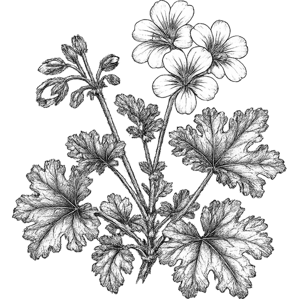 Geranium essential oil