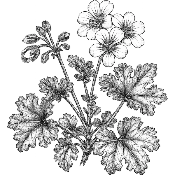 Geranium essential oil