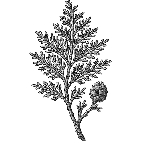 Hinoki essential oil