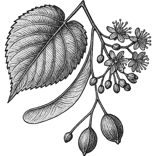Linden Blossom essential oil