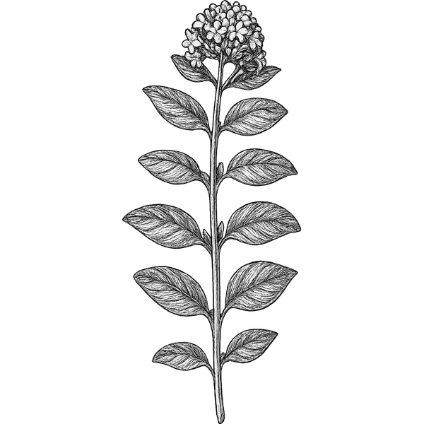 Oregano essential oil