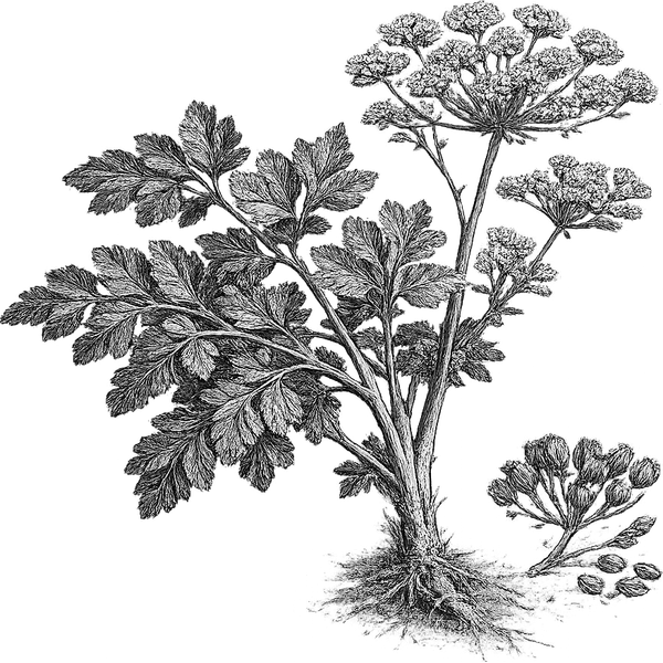 Parsley essential oil