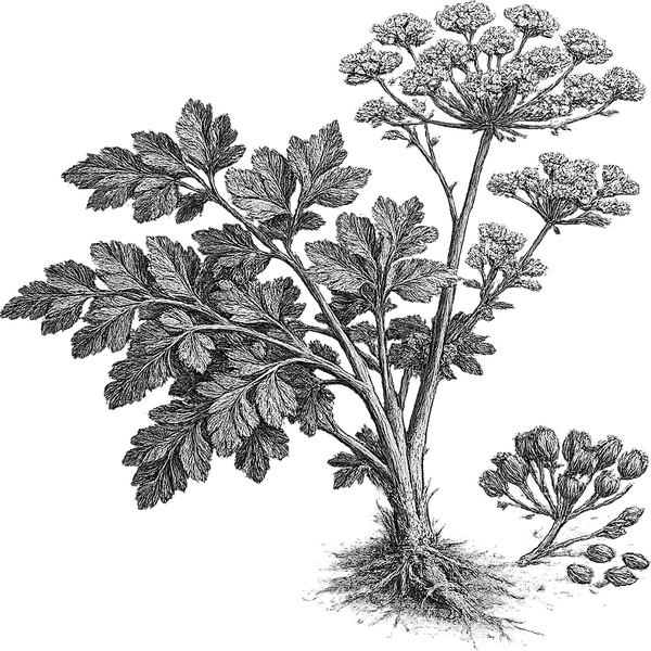 Parsley essential oil