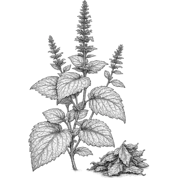 Patchouli essential oil