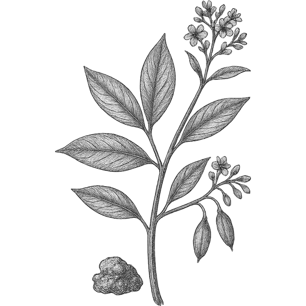 Peru Balsam essential oil