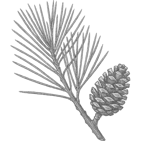 Pine essential oil