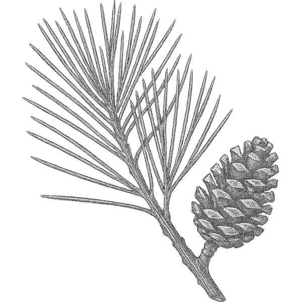 Pine essential oil