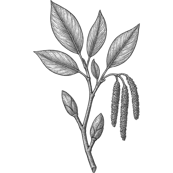 Poplar Bud essential oil