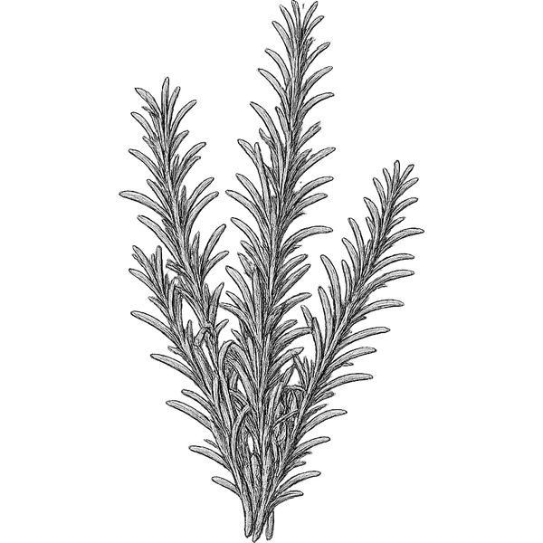 Rosemary essential oil
