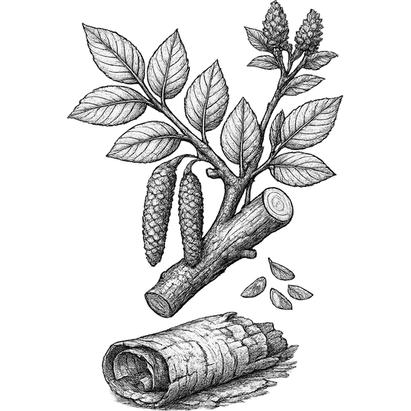Sweet Birch essential oil