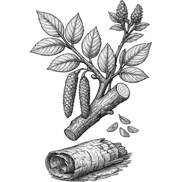 Sweet Birch essential oil