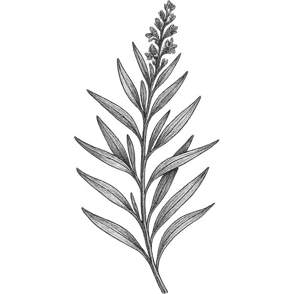 Tarragon essential oil