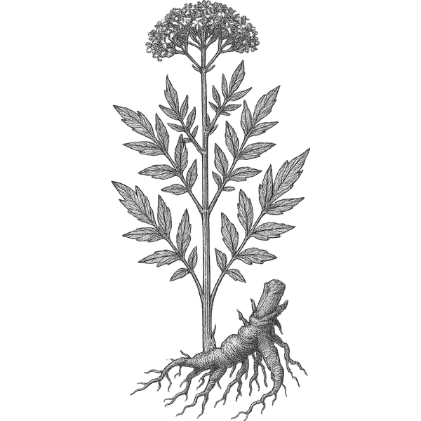 Valerian essential oil
