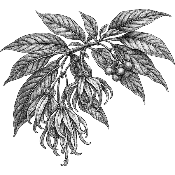 Ylang Ylang essential oil