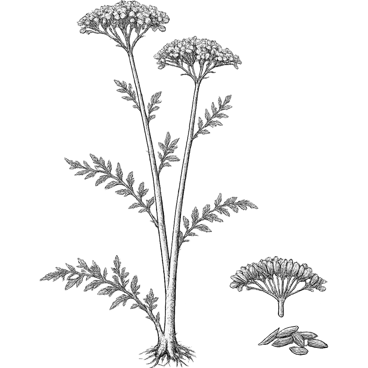 Caraway essential oil