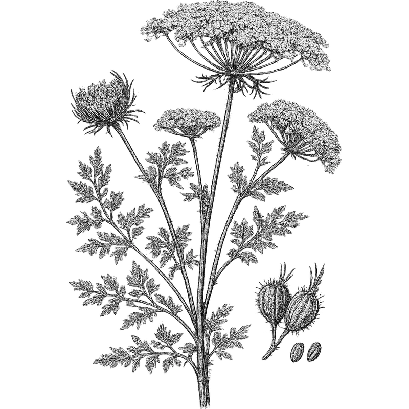 Carrot Seed essential oil