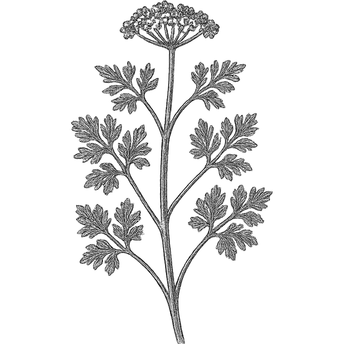 Coriander essential oil