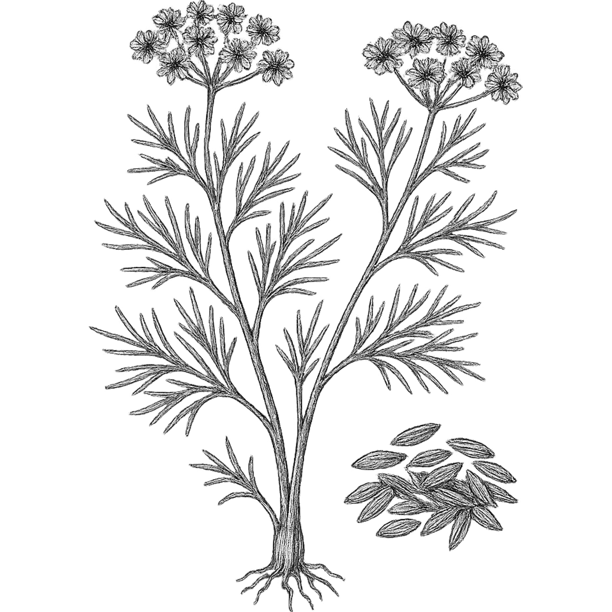 Cumin essential oil