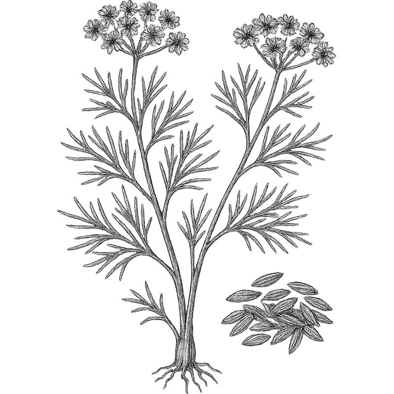 Cumin essential oil