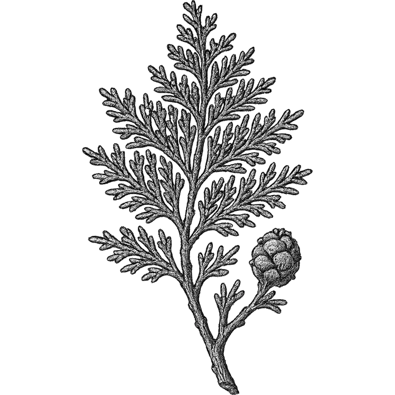Hinoki essential oil