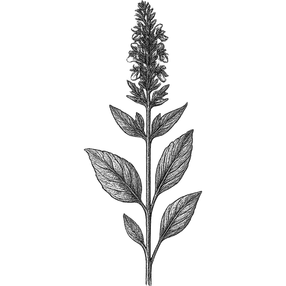 Hyssop essential oil