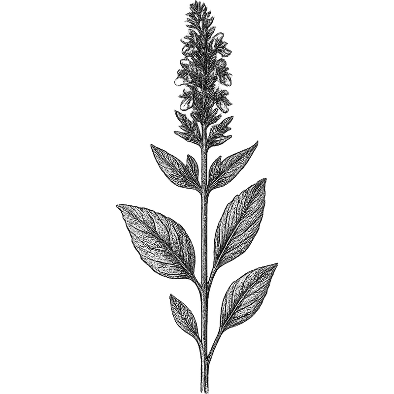 Hyssop essential oil
