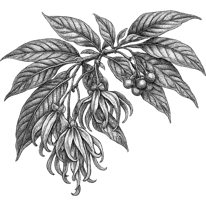 Ylang Ylang essential oil